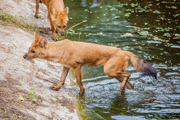 The Indian dhole (Cuon alpinus) is a highly social and intelligent canid found in South and...