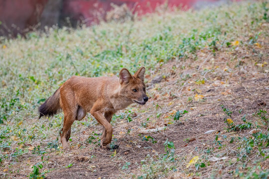 The Indian dhole (Cuon alpinus) is a highly social and intelligent canid found in South and Southeast Asia. It is smaller than a wolf, with a reddish-brown coat, bushy tail, and pointed ears. 