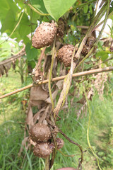 dioscorea alata purple yam on plant in farm