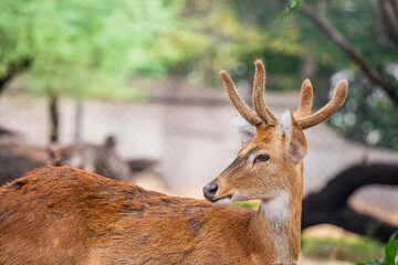  Manipur brow-antlered deer  (Rucervus eldii eldii) is an endemic and endangered subspecies of...