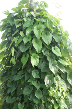 dioscorea alata purple yam plant on farm
