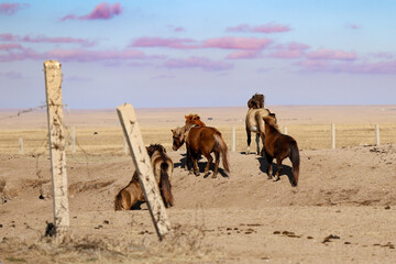 wild horses mongolia 