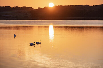 Fototapeta premium 新潟 佐潟の夕景