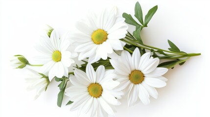 Obraz premium Beautiful white daisies with green leaves arranged delicately for decorative purposes