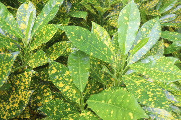 Garden croton tree plant on farm © CMYK MAKER