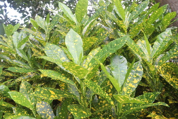 Garden croton tree plant on farm © CMYK MAKER