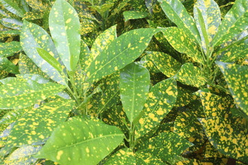 Garden croton tree plant on farm © CMYK MAKER