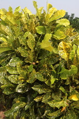 Garden croton tree plant on farm © CMYK MAKER