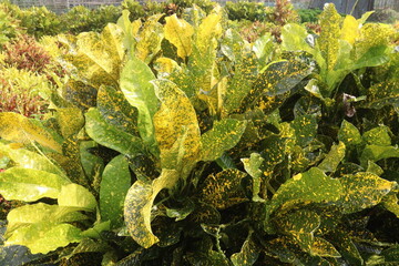 Garden croton tree plant on farm © CMYK MAKER