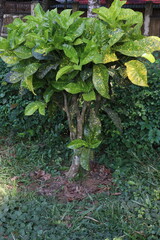 Garden croton tree plant on farm © CMYK MAKER