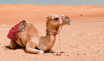 Camel in the desert