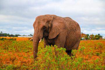 Elephant 