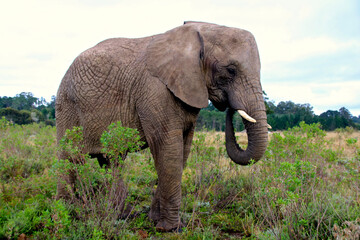 Elephant 