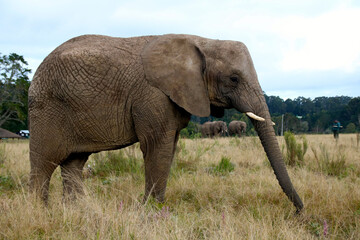 Elephant 