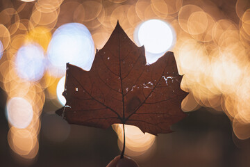 イルミネーション