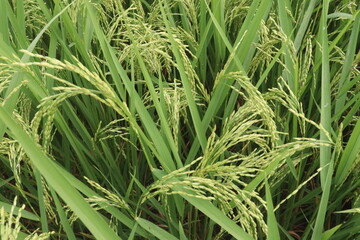 Obraz premium paddy plant on field for harvest are cash crops