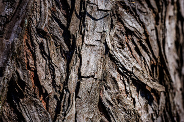 Obraz premium texture