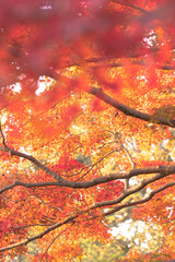 紅葉