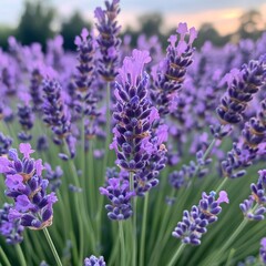 Obraz premium Close-up of vibrant purple lavender flowers in a field at sunset.