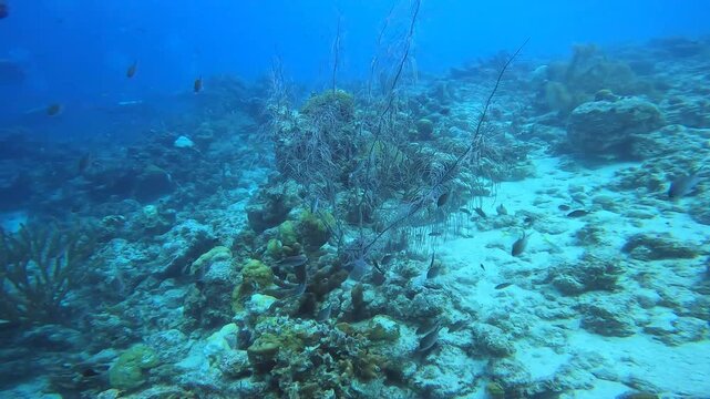 coral reef in the caribbean