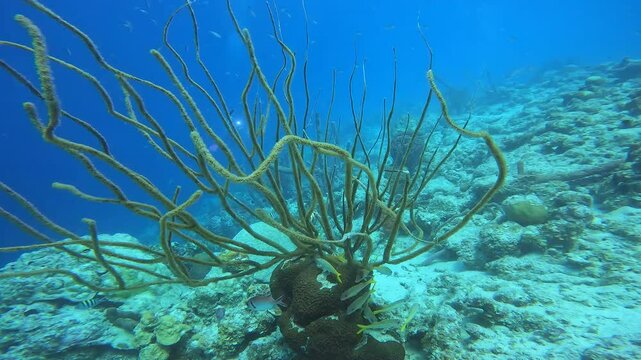 coral reef in the caribbean