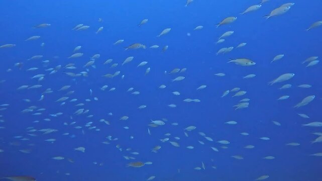 coral reef in the caribbean