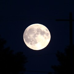 Full moon shining brightly in night sky, partially obscured by trees and power lines.