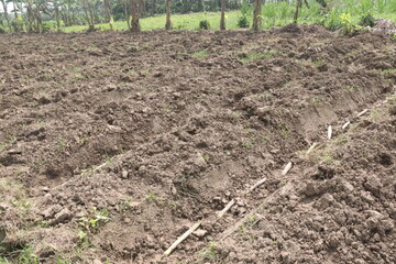 sugarcane seedling on field for harvest are cash crops