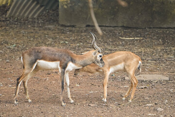 Group of Blackbuck Females, Wildlife Closeup of Blackbucks, Elegant Antelopes in Natural Habitat, Female Blackbucks Grazing, Wildlife Photography of Antelopes Stock Photo.