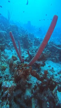 coral reef in the caribbean