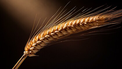 A solitary wheat stalk illuminated by bright sunlight, casting a golden glow and dramatic shadows against a dark background.