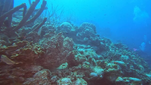 coral reef in the caribbean