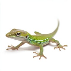 Obraz premium Vibrant Green Lizard with Intricate Patterns on White Background Captured in Studio Setting for Nature and Wildlife Photography