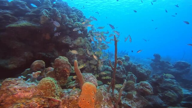 coral reef in the caribbean