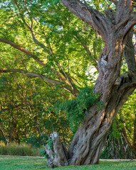 Fototapeta premium Ancient Banyan Tree Growing on Green Grass in Pua Aina, Hawaii.