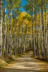 Obraz premium A road runs through a forest of trees with leaves that are yellow and orange