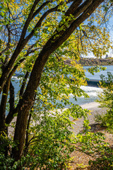 Obraz premium A tree with leaves is in front of a body of water