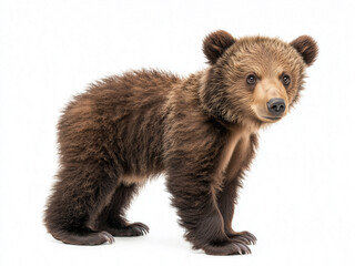 Obraz premium brown bear cub, baby bear full body