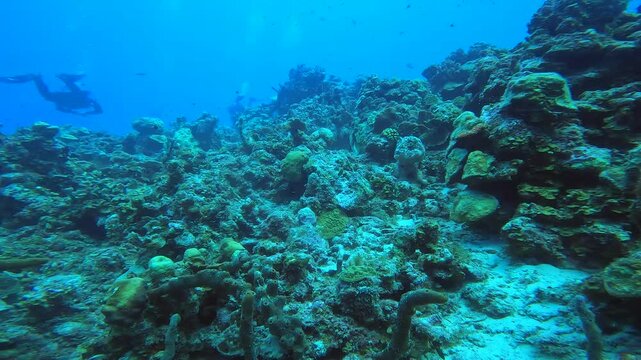 coral reef in the caribbean