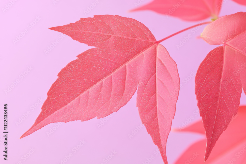 Poster delicate pink leaves against a soft pink background, creating a harmonious and calming visual effect