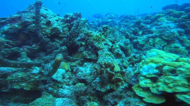 coral reef in the caribbean