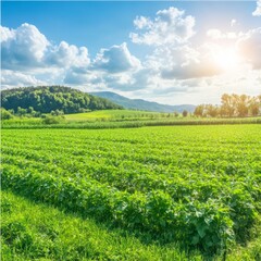 Lush green field under a sunny sky.