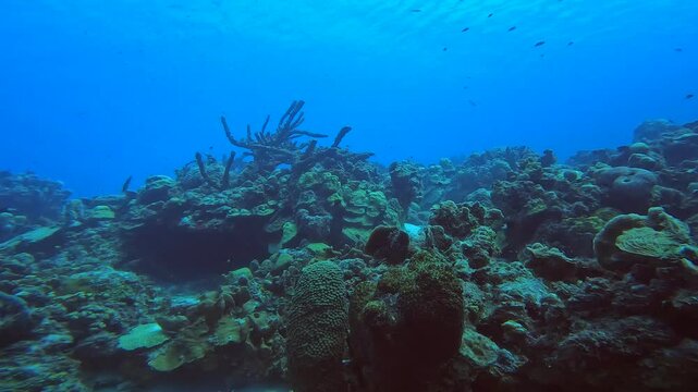 coral reef in the caribbean