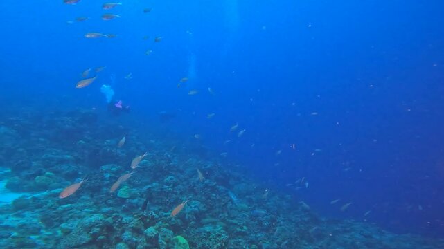 coral reef in the caribbean