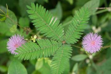 This photo features the Mimosa pudica, commonly known as the touch-me-not or sensitive plant. The...