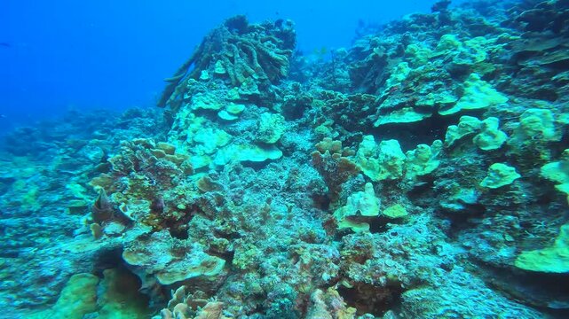 coral reef in the caribbean