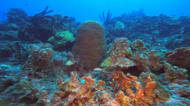 coral reef in the caribbean