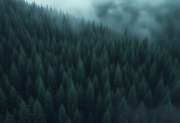 Fototapeta premium Misty Forest with Tall Trees in a Foggy Landscape