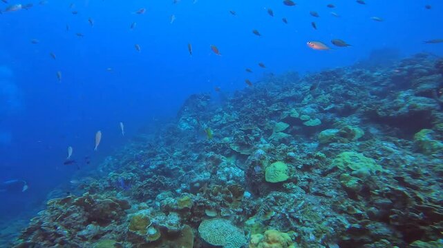coral reef in the caribbean