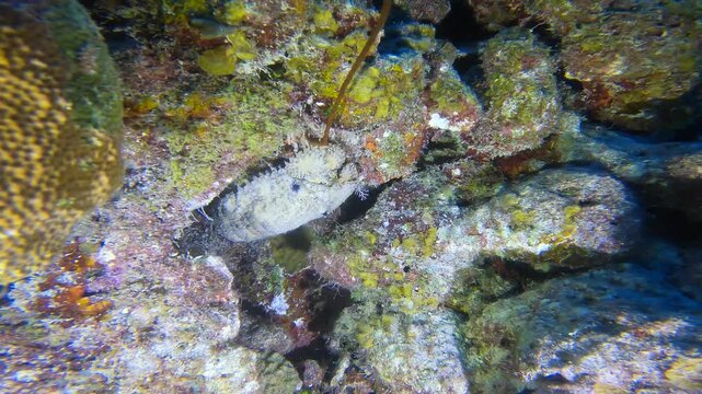 coral reef in the caribbean